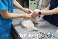  광주시 설 연휴 응급 동물병원 12곳 운영