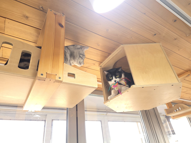 서울시에 따르면 우리동네 펫위탁소 이용 건수는 2024년 134건에서 지난해 272건으로 2배 이상 증가했다. /서울시