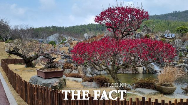 1004섬 분재정원에 핀 매화. /신안군
