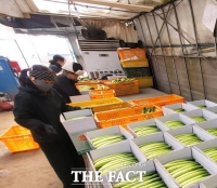  천안 '하늘그린오이', 한파 뚫고 본격 출하 시작