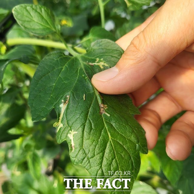 토마토뿔나방 피해 사진. /경기도농업기술원