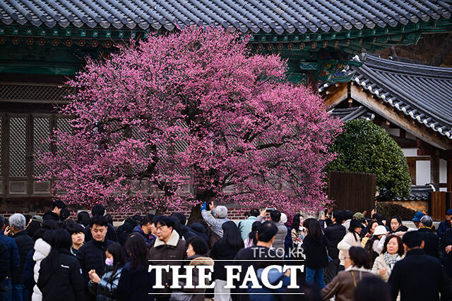 설을 하루 앞둔 16일 오후 경남 양산 통도사에 홍매화가 펴있다. /양산=박헌우 기자