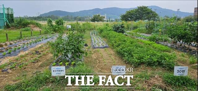 영종 주말농장. /인천환경공단