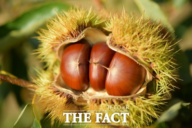 충남도 산림자원연구소가 연청·만중·왕률 3개 밤 신품종 묘목을 무상 분양한다. /충남도