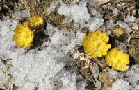  눈 속에서 피어난 황금빛 봄…소백산 복수초 개화