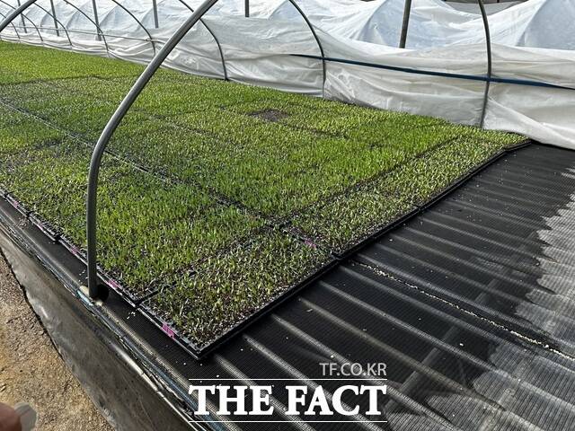 당진시 고추 육묘 현장 /당진시