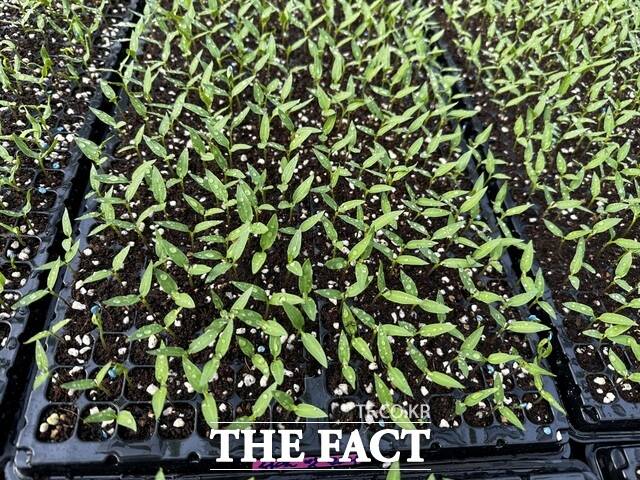 당진시 고추 육묘 현장 /당진시