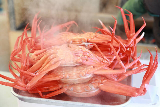 맛있게 익힌 붉은대게. /울진군