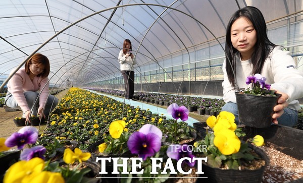 삼괴동 양묘장에서 봄꽃 재배 작업이 진행되고 있는 모습. /대전시 동구