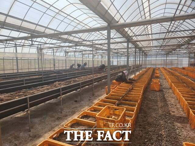 당진시 감자 수확 현장. /당진시