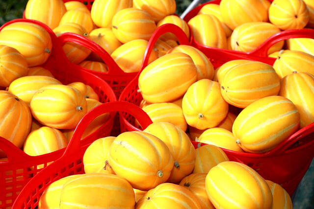 예천 특산물 예천참외가 본격출하를 시작했다. /예천군