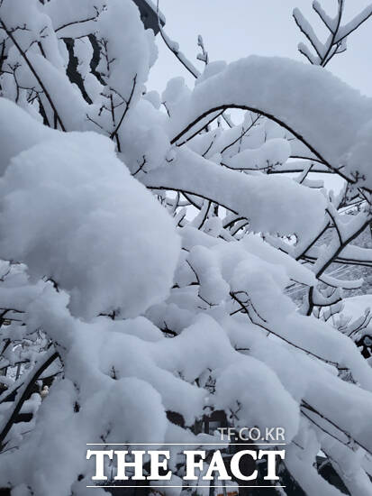 절기상 우수(雨水)가 지난 지 닷새 만인 24일 경북 영주시 전역에 기습적인 폭설이 내리며 도심이 순식간에 하얀 설국으로 변했다. /김성권 기자