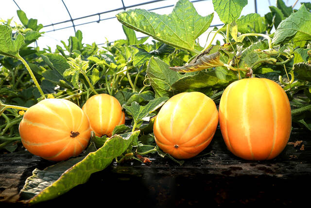 예천의 특산물 예천참외가 본격출하를 시작했다. /예천군