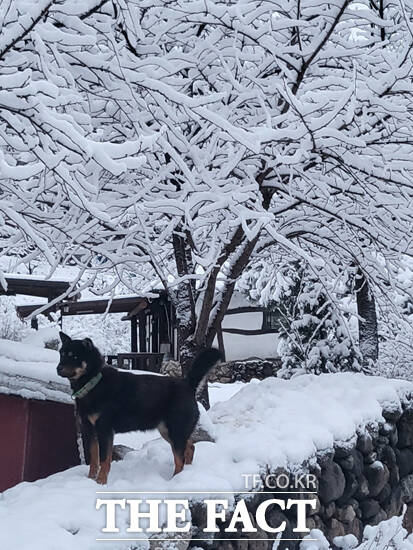 절기상 우수(雨水)가 지난 지 닷새 만인 24일, 경북 영주시 전역에 기습적인 폭설이 내리며 도심이 순식간에 하얀 설국으로 변했다. /김성권 기자