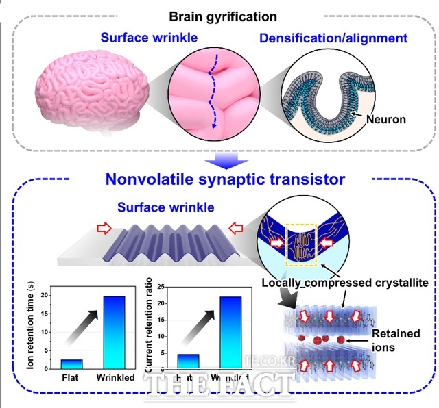 TOC image. 뇌 주름 구조 모사를 통한 유기반도체 전기화학트랜지스터의 메모리 성능 4배 향상된 것으로 확인 됐다. /금오공대