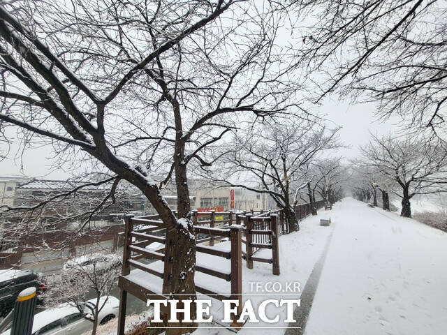 영주시 서천 산책로가 하얀 설국으로 변했다. /김성권 기자