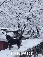  우수 지나 닷새, 영주에 기습 폭설… 도심 '하얀 설국' [TF사진관]