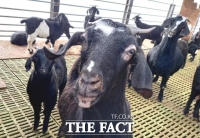  개식용 종식에 염소 수요 급증…정부, 540억 투입 산업 육성