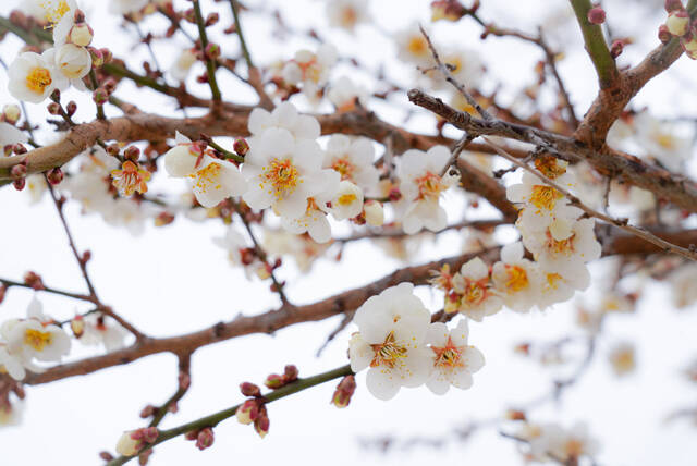 봄을 재촉하는 비가 내린 24일 울진군 매화면 일대에 매화가 꽃망울을 터뜨리며 봄소식을 전하고 있다. /울진군