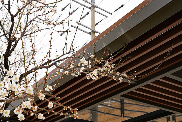 봄을 재촉하는 비가 내린 24일 울진군 매화면 일대에 매화가 꽃망울을 터뜨리며 봄소식을 전하고 있다. /울진군