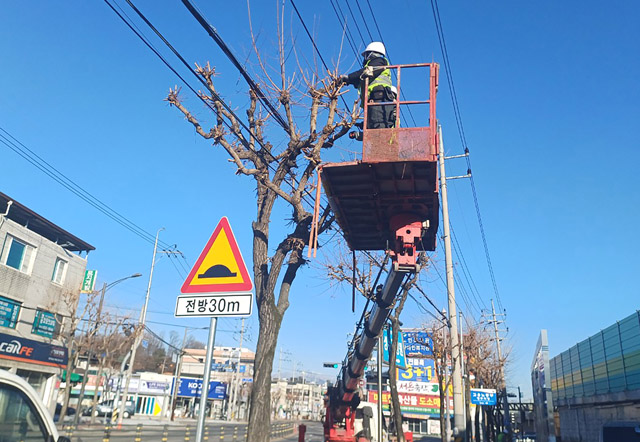 영주시는 3월부터 봄맞이 가로수 정비를 실시한다. 전정 작업 모습. /영주시