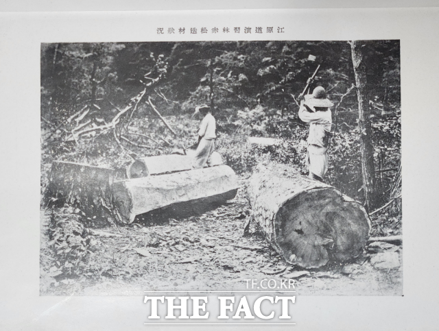 녹색연합이 3·1운동 107주년을 앞둔 27일 도쿄대학교로부터 직접 확보한 '적송-조선 강원도 연습림, 도쿄제국대학 농학부 부속 연습림' 보고서 원본을 공개했다. 사진은 '강원도 연슴림 적송 제제 상황'이란 설명의 보고서 캡쳐본 /녹색연합