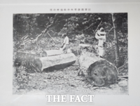  금강송 무차별 벌목한 일제…백두대간 수탈 보고서 공개