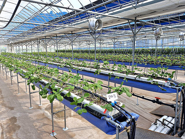 안동시 스마트농업 테스트베드 모습. /안동시