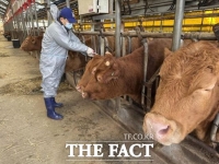  고양시, 구제역 백신 접종 대상 1만 4408마리 접종 완료