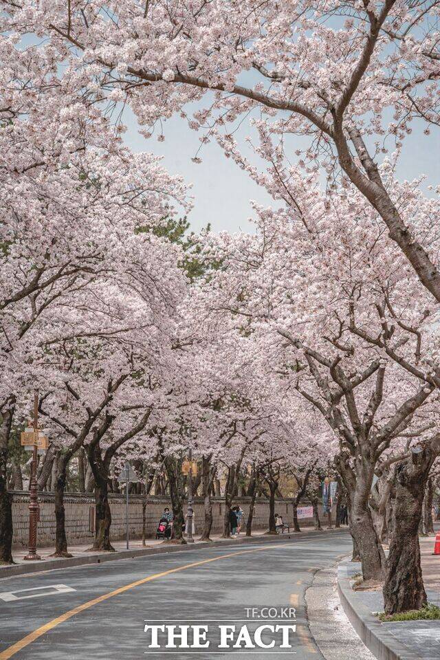 경주 대릉원 벗꽃길 /경북문화관광공사
