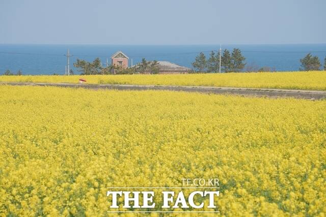 포항 호미곶 유채꽃밭 /경북문화관광공사