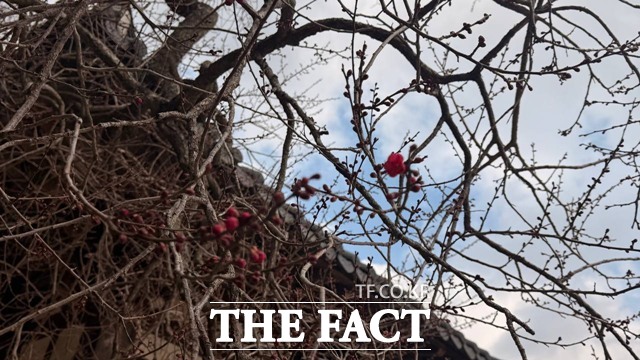 2026년 3월 6일 화엄사 홍매화 개화 시기는 최근 5년 평균과 비슷한 수준으로 개화됐다./화엄사