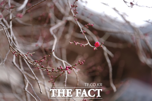 국가유산 천연기념물 구례 화엄사 화엄매 홍매화가 6일 오후 2시 무렵 첫 꽃망울을 터뜨리며 본격적인 개화를 시작했다./화엄사