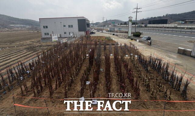 공주시산림조합 묘목장. /공주시산립조합