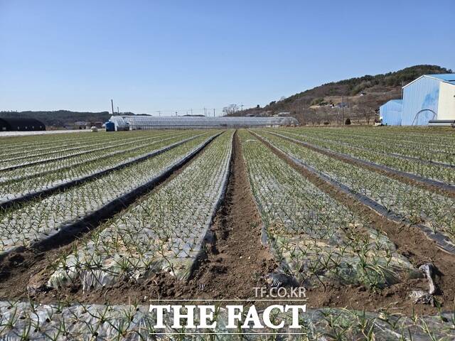 당진 지역 마늘 생육환경 모습. /당진시