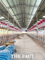  AI와 ICT로 돼지 키운다…경기도농기원 