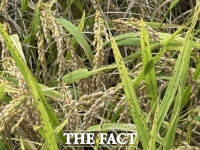  금산군농업기술센터, 벼 깨씨무늬병 예방 규산시비 지도