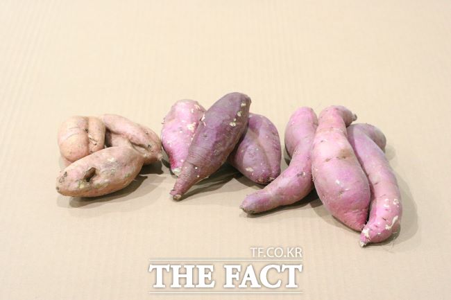 아까운 농산물. /경기도