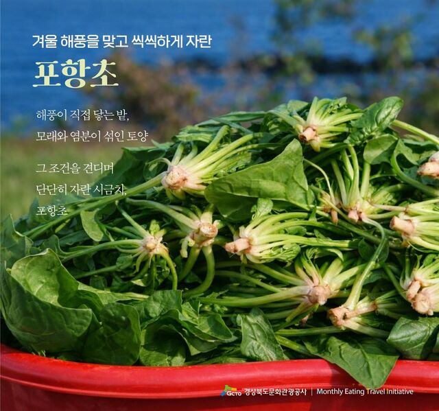 포항초. /경북문화관광공사