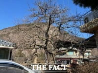  금산군, 보호수 일제 정비…200~300년 보호수 생육환경 개선