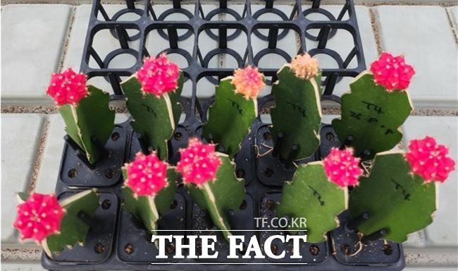 경기도농업기술원이 접목선인장 바이러스 현장 진단키트 2종을 개발해 도내 농가와 시·군 농업기술센터에 보급한다. /경기도농업기술원