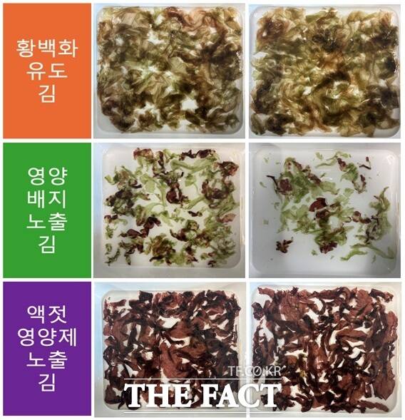 충남도는 김 양식 황백화 피해를 줄이기 위해 개발한 액젓 찌꺼기 기반 치료제의 효능을 과학적으로 입증했다고 밝혔다. /충남도