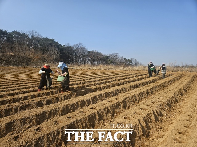 당진 봄 감자 파종 현장. /당진시