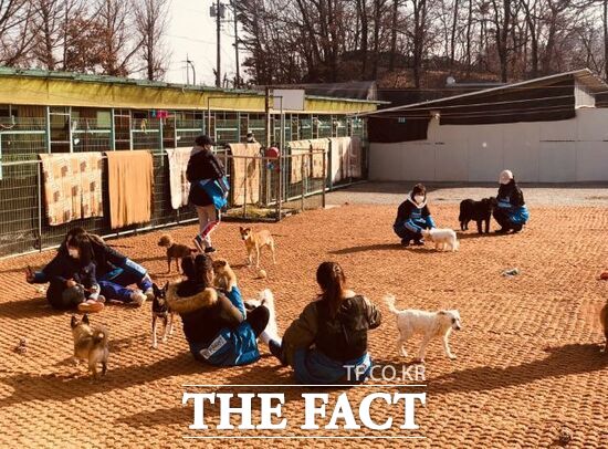 경기도 내 한 민간 동물보호 시설에서 보호받는 동물들이 따사로운 햇살을 맞으며 즐거운 놀이 시간을 보내고 있다. /경기도