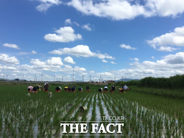 수원시 권선구 평리동 일대 논에서 농업인과 시민들이 친환경 김매기 활동을 하고 있다. /수원시