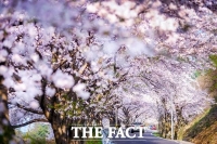  남해 왕지벚꽃길·다랭이마을 등 개화 앞둬…손님맞이 준비 만전