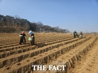  당진 황토감자 파종 시작…적기 파종과 토양 관리 중요