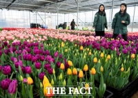  120만 송이 봄꽃 물결…에버랜드 '튤립축제' 20일 개막