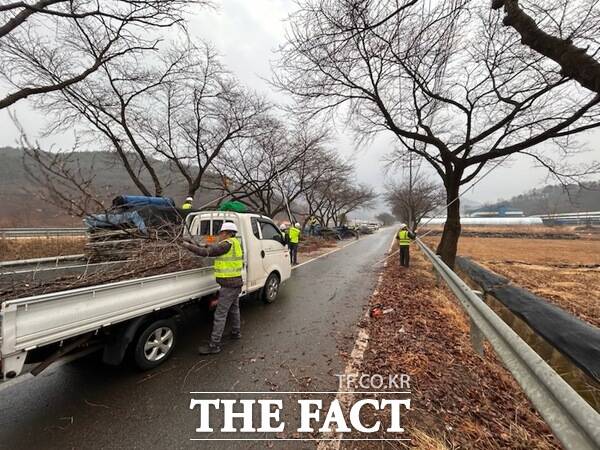 금산군 관계자들이 가로수 전지 작업을 진행하는 모습 /금산군