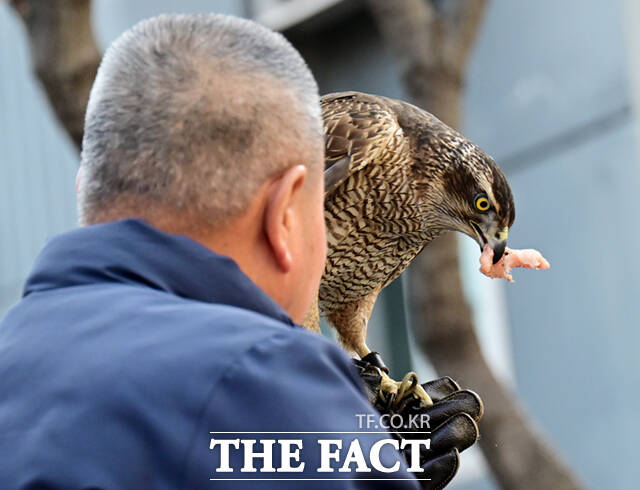매도 사람처럼 성격이 달라 길들이는 것도 제각각이다. 보통 3~4일이면 적응하는 다른 매들과 달리 다래는 9일 만에 처음으로 사람이 주는 먹이를 먹었다.